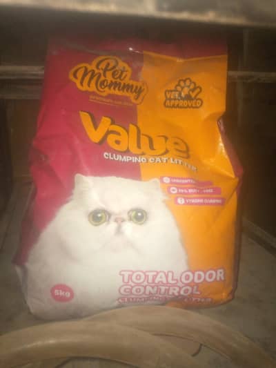 Cat Litter