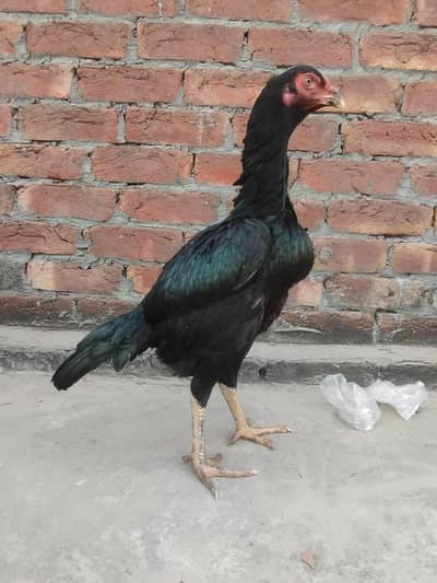 Pakoya Pako cross Aseel Hen Important Quality Hen