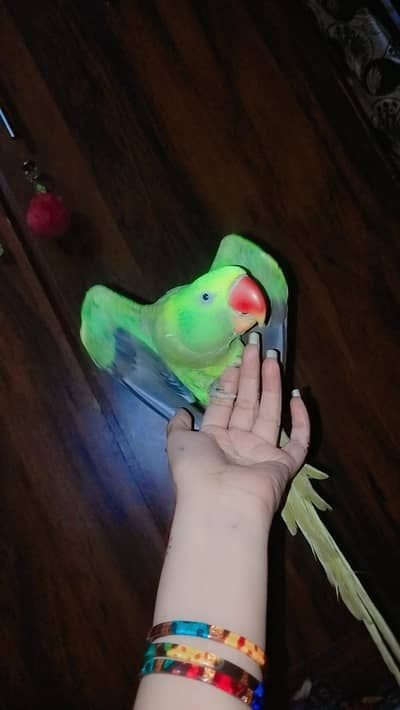 female pahari parrot