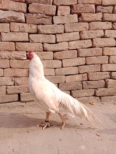 Paper withe heera  murga for sale