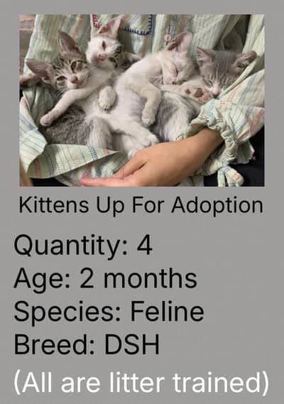 Kittens For Sale!