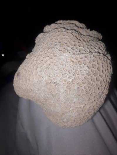 جیواشم مرجان پتھر