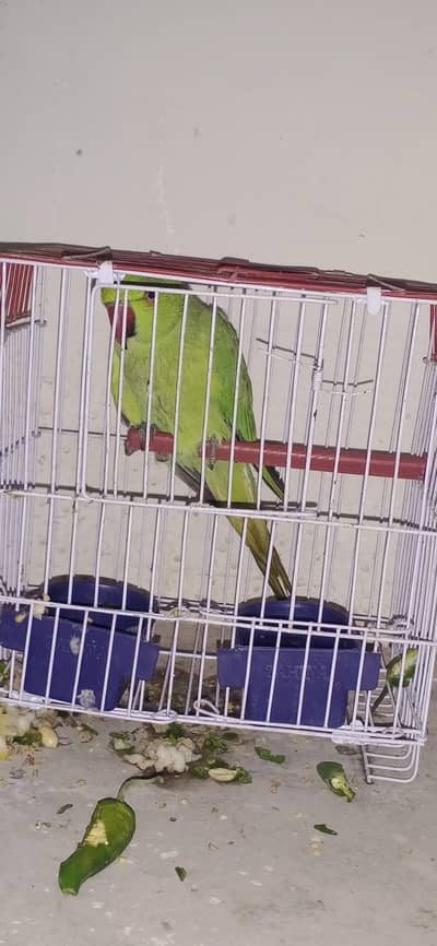 female Ringneck not jungli