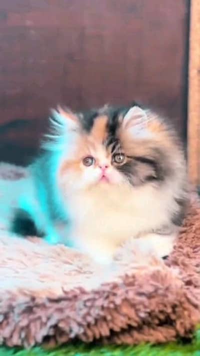 pairsian female kitten wash room trend for sale