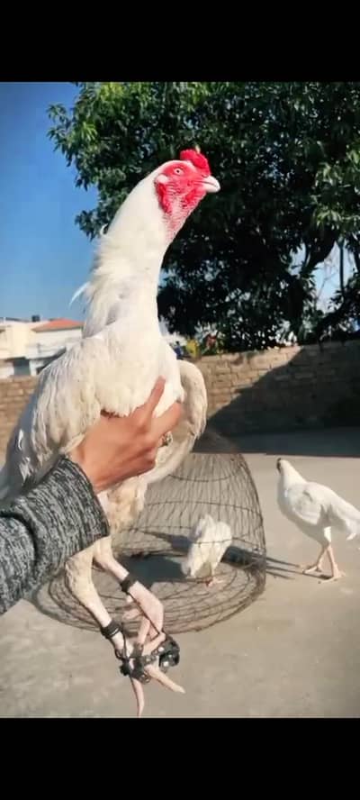 Hera aseel birds  . . . 03185449036. . .