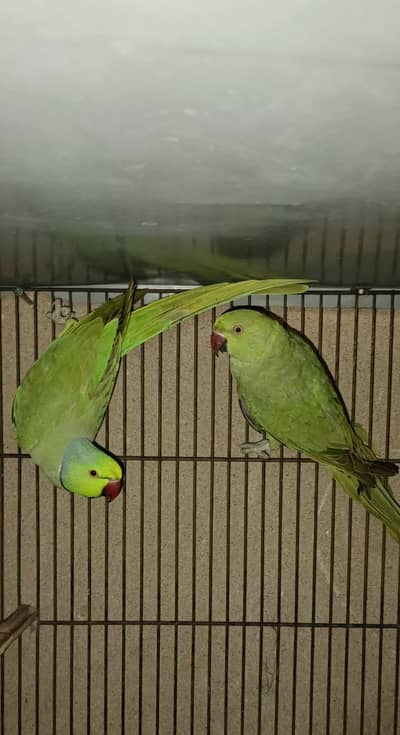 Confirm Breader Pair Exchange  possible with Raw mail