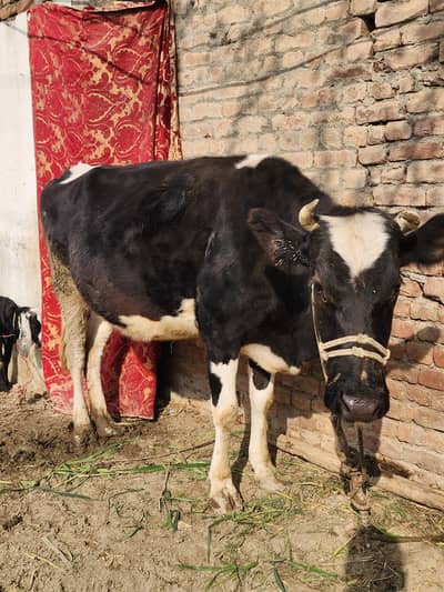 farmi cows for sale 5 months