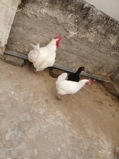 hens and cocktail and love bird