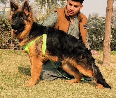 Garman Shepard Long coat male for sale available