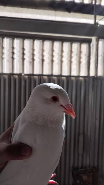 Low Flyer Pigeon For Sale