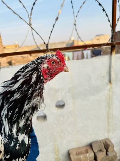 Aseel Mianwali Cheena Patha