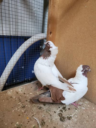 Red Nun breeder pair