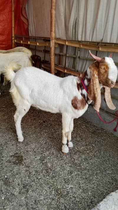 (Royal Cattle Farm) Palai Service Available No. 03312162452