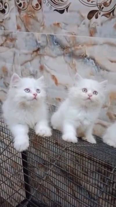 pairsian helthy and butifull kitten for sale 03296428873my wahtsap