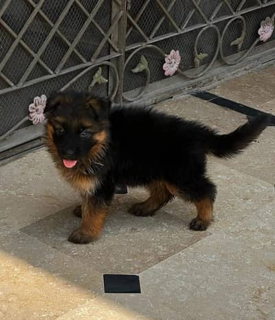 German Shepherd puppy for sale