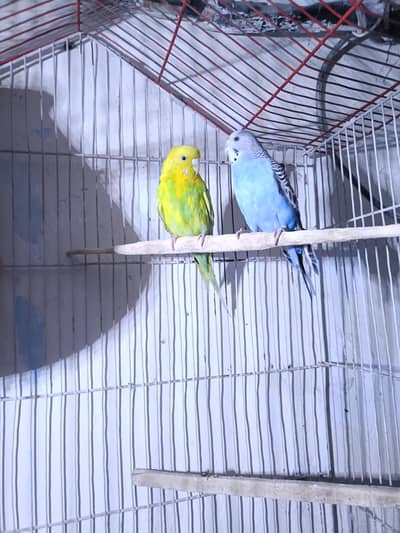 Budgies pair
