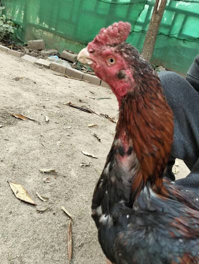 2 murga amroha 4 aseel murgian urgent for sele