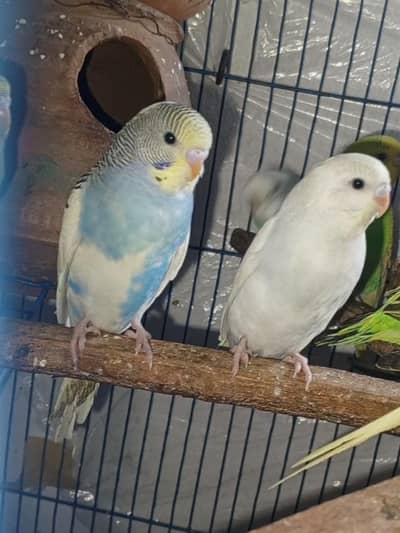 Australain breeder pair and pattay 03066623459