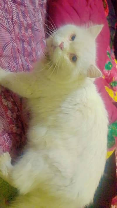 Persian stud male for sale