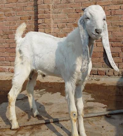 Bakra  FOR  Sale