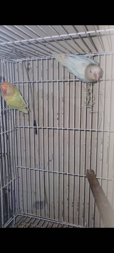 Albino Red eyes and Blue opline split Palefellow