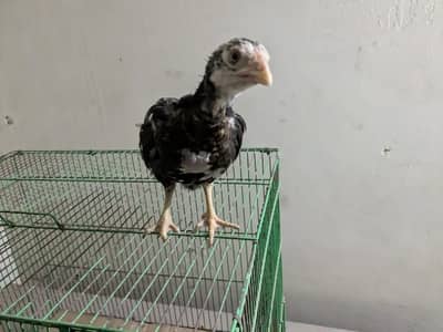 Herra, Cheena roosters and Lasani chicks avaliable