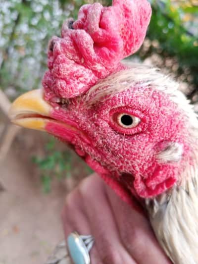 ASEEL MNIAWALI ROOSTER