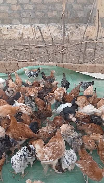Golden Misri Chicks for Sale – Vaccinated (3 Months Old)