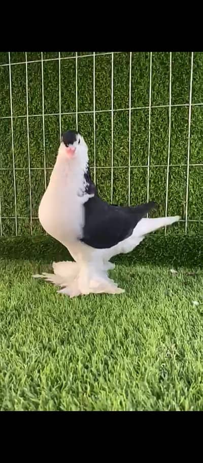 German Lahore Sherazi and Bukhara Pigeons