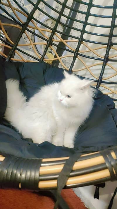 Persian cat for sale
