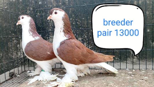 fancy pigeon | kabutar| Jacobin|  frillback saddle | amarican fantail|
