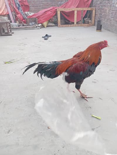 male scene murga for sale urgent sale