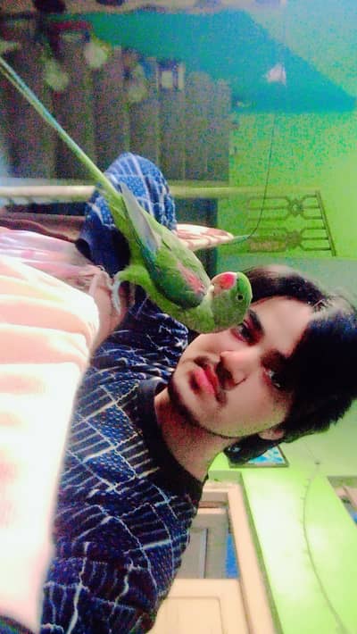 Hand taimed (raw) female