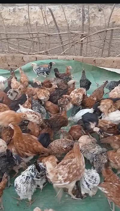 Golden Misri Hens For Sale