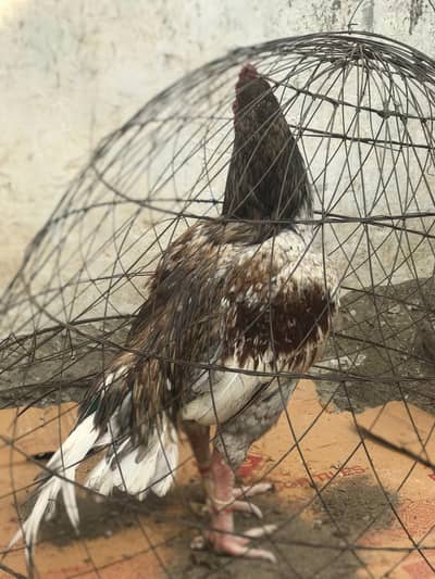 Seleta top high quality breeder 03133317896