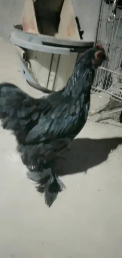bantam