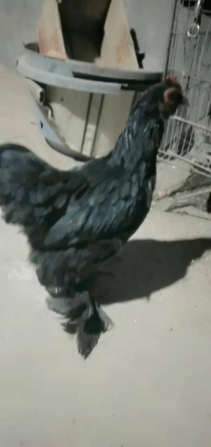 bantam 0