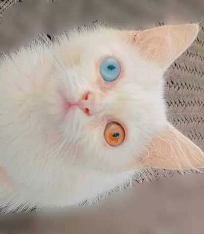White Persian Male Cat