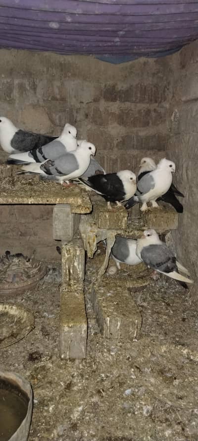 healthy ND active pigeon pair