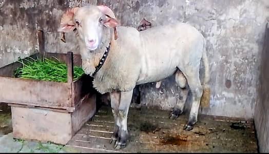 pure sawati manda long tial