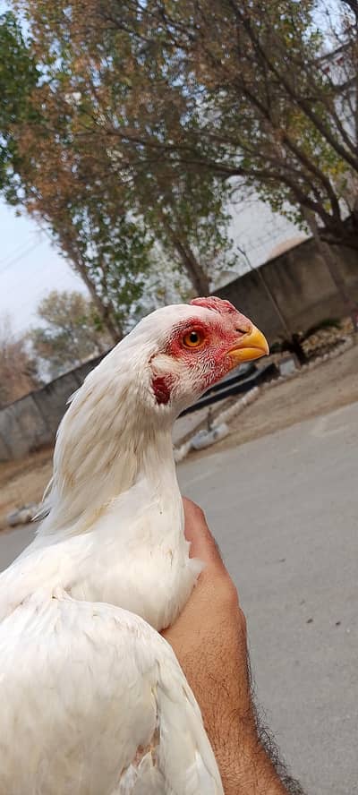 long tail parrot beak patha watsaap 0316/69/56/464