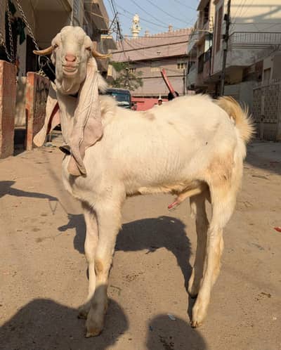 Gulabi pure male age 9 months gulabi kapli bakro age 6 dant