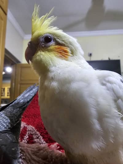 super hand tame super healthy and active common white cocktail