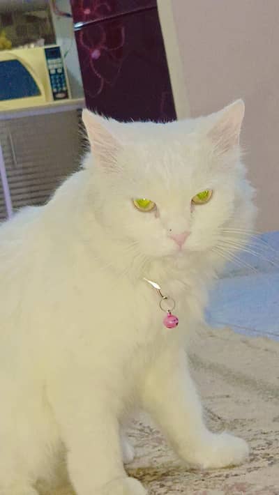 Persian cat doll face