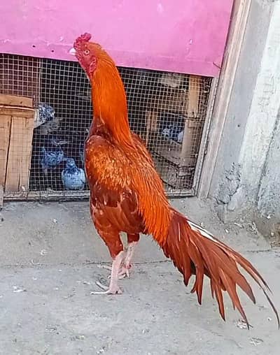 Peela aseel one eye high profile cargo possible 0316,15,10,578