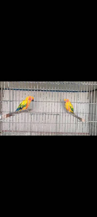 Sunconure dna tested pair