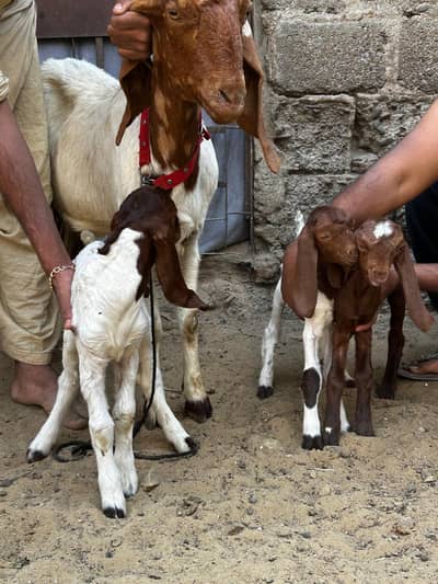healthy kamori pateri bakri with 3 kids