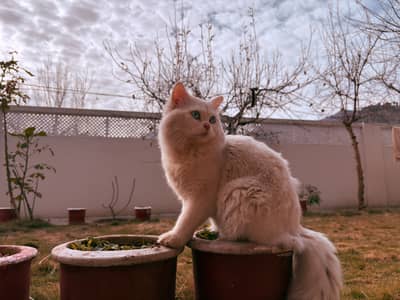 Selling my persian cat vaccinated