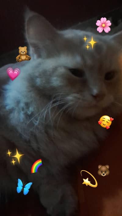 Triple coated Persian cat