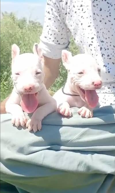 pure kuhati guitar pair age 40 din for sale